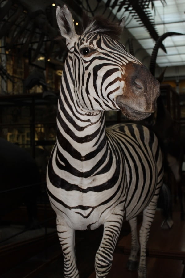 Natural History Museum Ireland